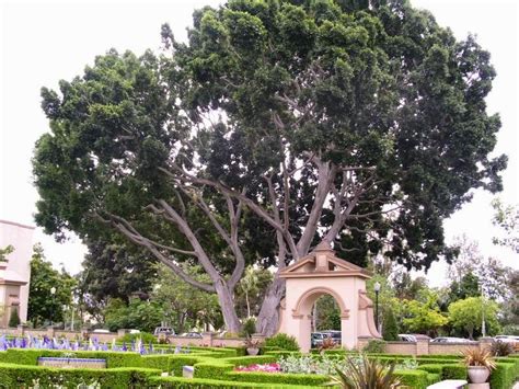 Balboa Park Trees San Diego National Park