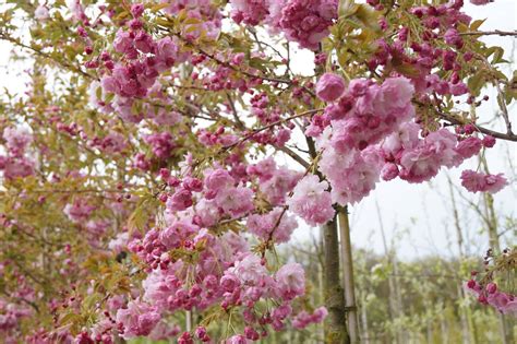 Prunus Serrulata Pink Perfection Japanse Sierkers Den Mulder