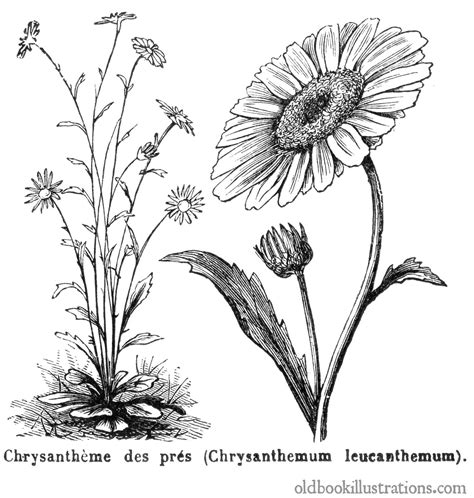 A fantastical tale, published in 1901. Oxeye Daisy - Old Book Illustrations