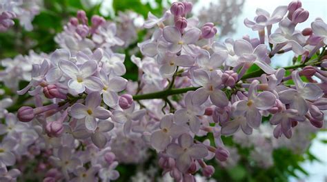 Lilacs Macro Aromatic Blossoms Spring Flowers Shrubs Hd