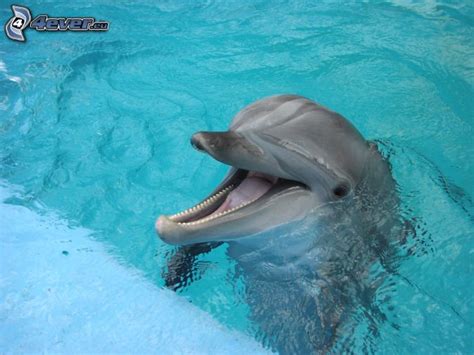 Delfin