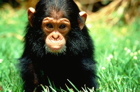 No need to register, buy now! Monkey Pictures - Kids Search