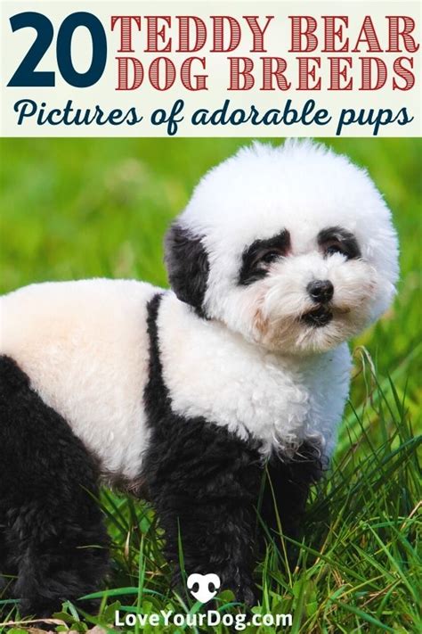 Teddy Bear Dog Breeds 20 Adorable Pups With Pictures Artofit