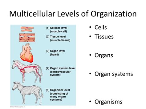 Organization Of Multicellular Organisms Cells Tissues Organs Organ