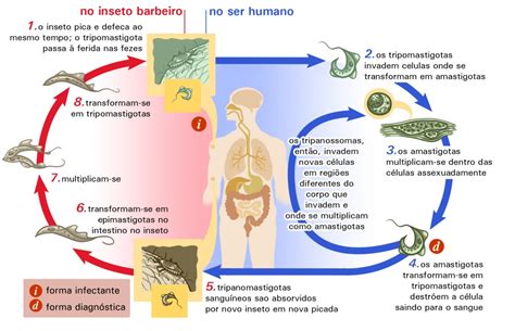 Ciclo Biologico Da Doenca De Chagas