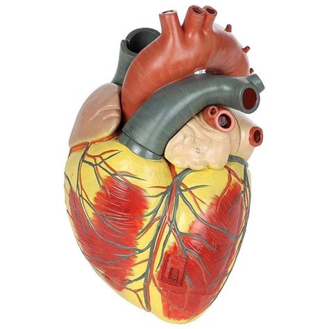 Huilier Disassembled Anatomical Human Heart Model Anatomy Medical
