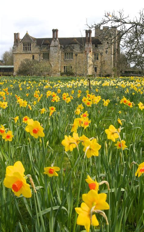 Daffodils Daffodils Castle Garden Daffodil Bulbs