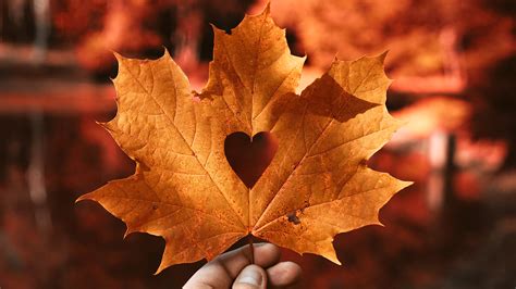 I have never been able to finish this drama but i remember watching it for the first time, and crying nonstop for a couple. Autumn leaf Love heart 4K Wallpapers | HD Wallpapers | ID ...
