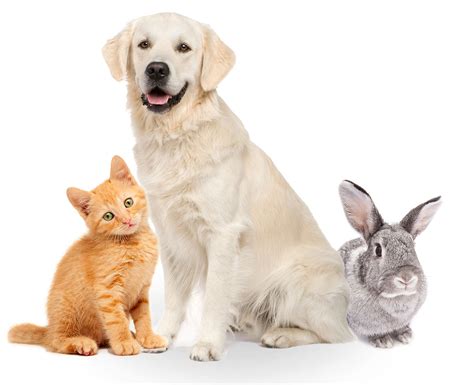 Pet Insurance Get Your Pet Insurance Through Pets At Home