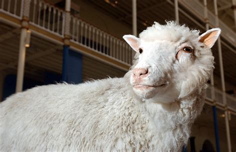 (prices may vary for ak and hi.) Dolly gets restuffed and refrozen ahead of 20th birthday ...