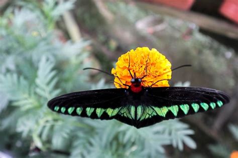 Top things to do in cameron highland butterfly farm. Cameron Highlands one day trip - with prices and bonus ...