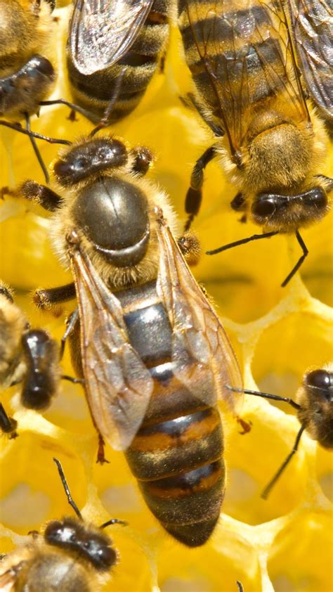 What Happens To A Colony When A Queen Bee Dies Unexpectedly 🤔 When A