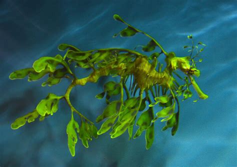 This sophisticated moody trend for home decor is perfect for wallpaper or bedding in a room that you'd like to transform into a nocturnal paradise escape! Friday Fun: Colorful Critters - Real or Fake? You Decide ...