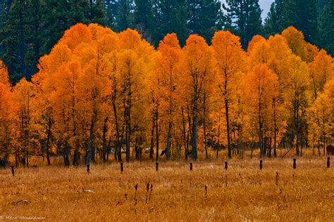 Fall On Fredricks Meadow Photograph By Mitch Shindelbower Fine Art