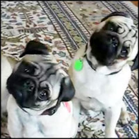 See Why These Cute Pugs Simultaneously Tilt Heads Adorable