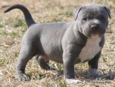 A pitbull pregnancy lasting for 72 days or longer is not normal. Cute Chunky Blue Nosed Pitbull (With images) | Pitbulls, Pitbull mix puppies, Pitbull puppies