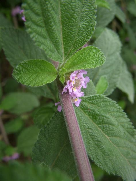 Mudas De Erva Cidreira De Folha Lippia Alba Cidreira Brasileira De