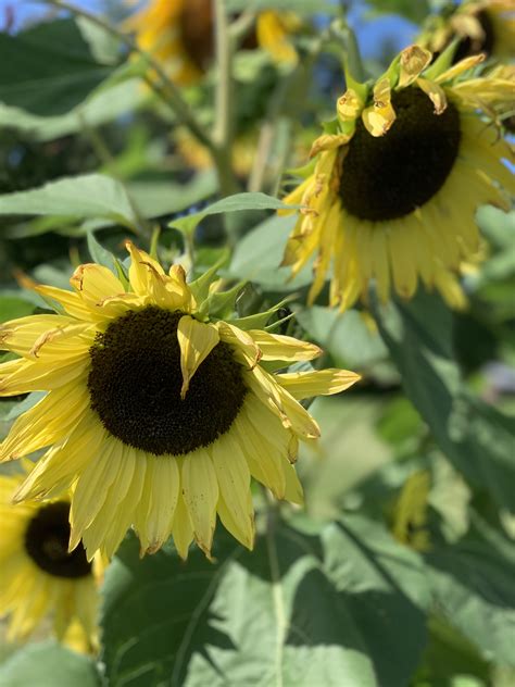 InboxDollars Reviews - 482 Reviews of Inboxdollars.com | Sitejabber