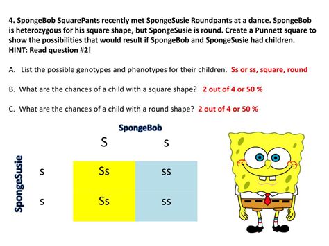 List the possible genotypes and phenotypes for their children Punnett Square Practice #3 Spongebob Squarepants - Punnett ...