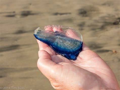 Velella Velella Millions Of These Have Been Washing Up On Flickr