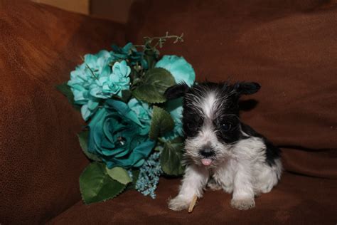 Find your miniature schnauzer for sale here and fall in love today. Miniature Schnauzer Puppies For Sale | Academy, TX #231116