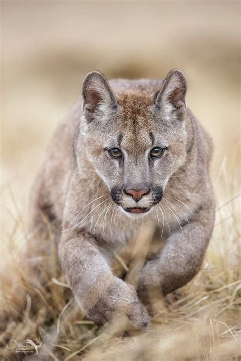 627 Best Images About Cougar Americas Big Cat On Pinterest Panthers