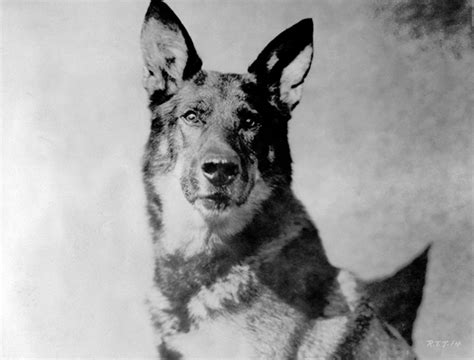 Rin Tin Tin Era Un Pastor Alemán Que Se Convirtió En Una Estrella De Cine De Hollywood Morena