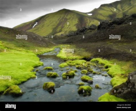 Spring Flowing Through Moss Covered Lava Bed Iceland Stock Photo Alamy
