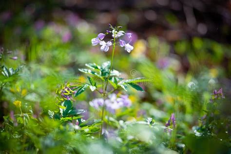 Fresh Lilac Wildflowers Among Lush Green Grass Stock Photo Image Of