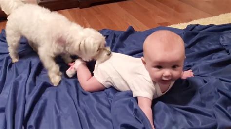 Bayi Lucu Bermain Dengan Anjing Bikin Ngakak Part 1 Youtube