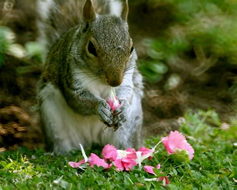 How To Keep Squirrels Away From Your Plants