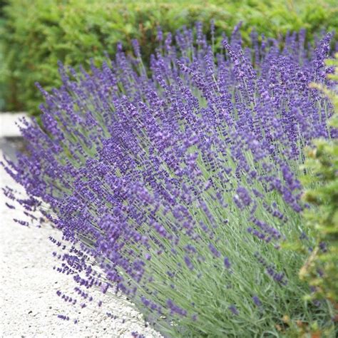 Lavandula Angustifolia Vera 24 True Lavender 500 Seeds Etsy
