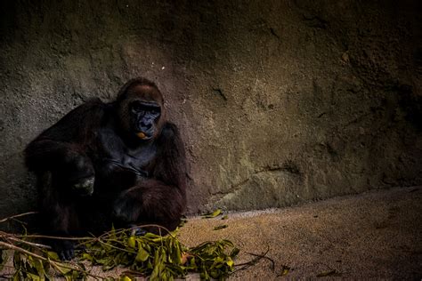 Wallpaper Id 209034 Gorilla Sits Alone By Leaves In A Stone