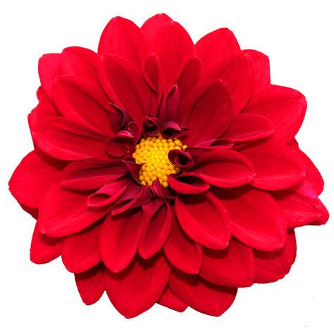 Flower Png Flower Png Transparent Flowerpng Images Pluspng Open