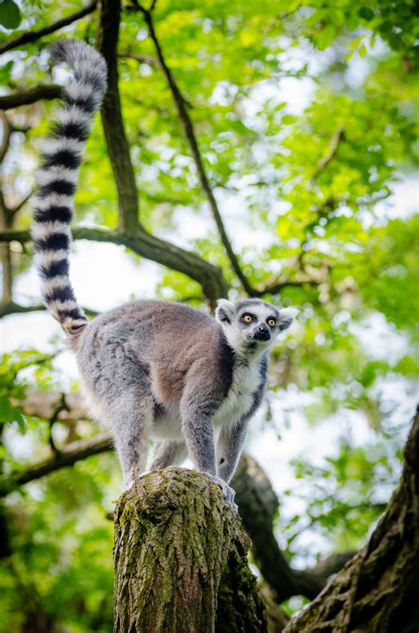 Free Images Tree Nature Forest Branch Animal Wildlife Zoo