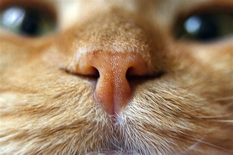The nose of a healthy cat should be periodically damp or wet. Why Is My Cat's Nose Dry?