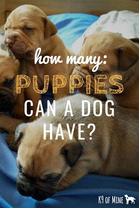 He is also mischievous and slightly stubborn. How Many Puppies Can Dogs Have? Litter Size & Influential Factors | Dog having puppies, Puppies ...