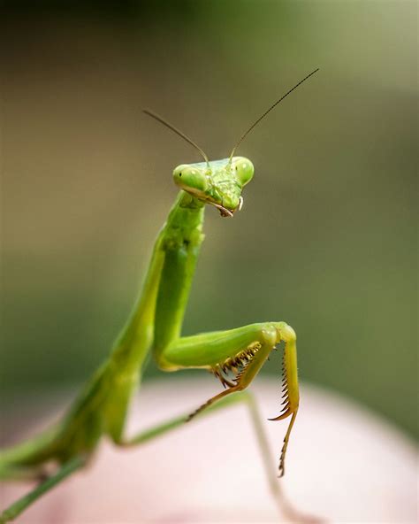 Close Up Photo Of Green Praying Mantis Photo Free Insect Image On