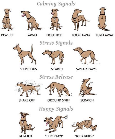 9 Best Dog Tail Meaning Ideas Dog Care Dog Training Dog Info