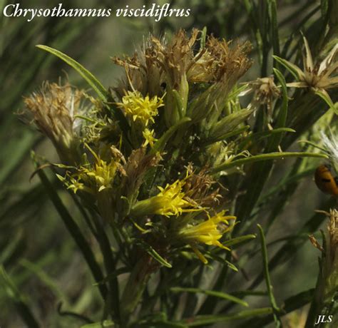 Chrysothamnus Viscidiflorus Rabbitbrush