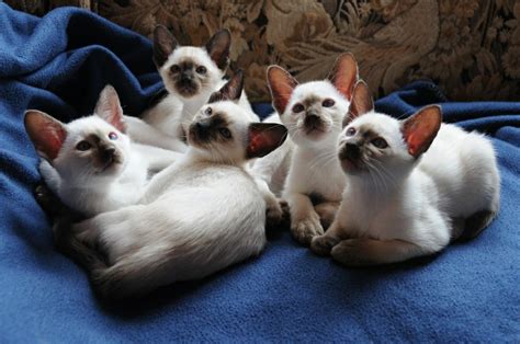 Emrys Siamese An Old Style And Classic Siamese Cat Breeder Based In Devon
