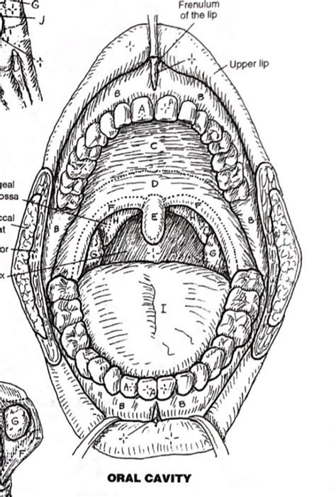 Oral Cavity Front View Diagram Quizlet