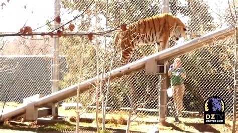 Amur Tiger Finally Masters ‘sky Walk At Denver Zoo Daily Telegraph