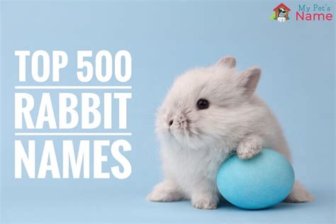 Top 500 Rabbit Names Best Famous And Cute My Pets Name