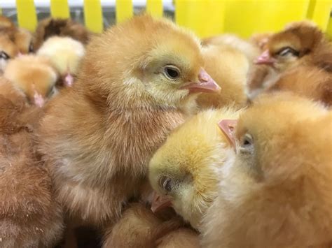 Getting Started With Your New Chicks | McMurray Hatchery Blog