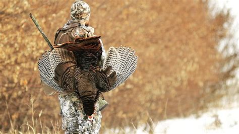 New Hampshire Spring Turkey Hunt Starts Saturday