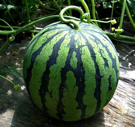 White Watermelon Sweet Siberian Japanese Heirloom Rare Etsy