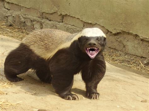 Amazing Facts About Honey Badger The Worlds Most Fearless Creature