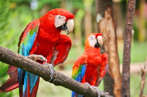 save the parrots macaw genome sequenced macaw parrot macaw parrot