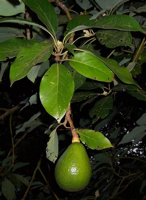 Avocado Persea Americana Hass The Agroforestry Research Trust